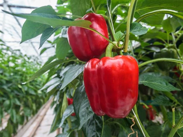 Producenci papryki praktycznie dokładają do interesu