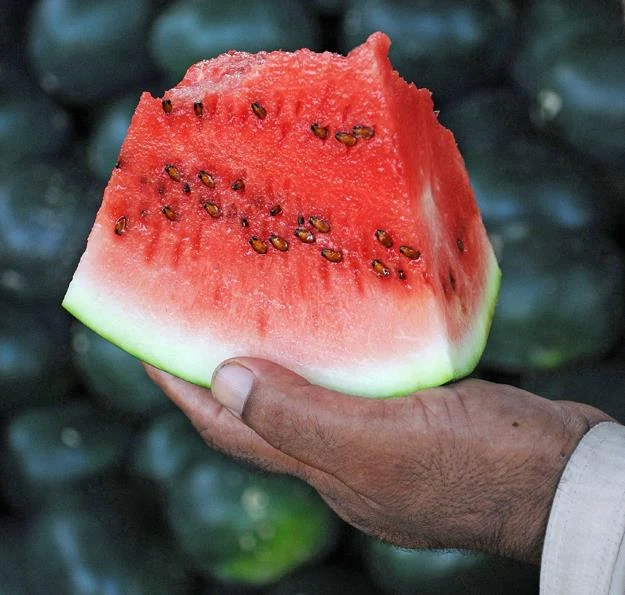 Sezon na kawony rozpoczęty