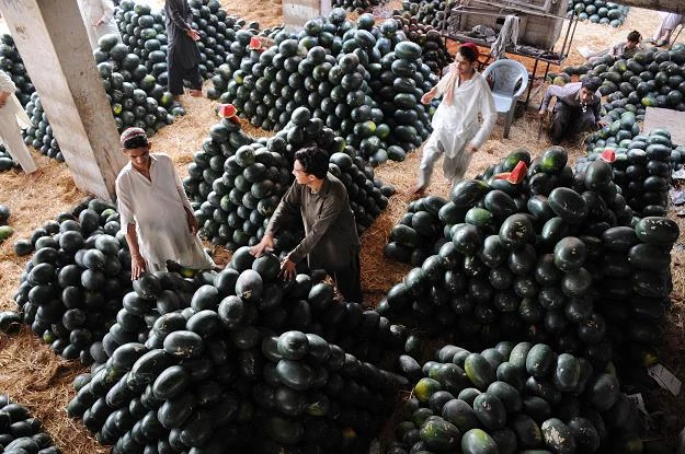 Sezon na kawony rozpoczęty Sezon na kawony rozpoczęty