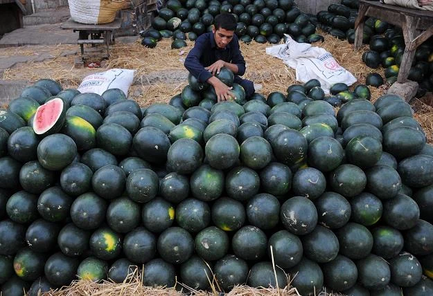 Sezon na kawony rozpoczęty Sezon na kawony rozpoczęty