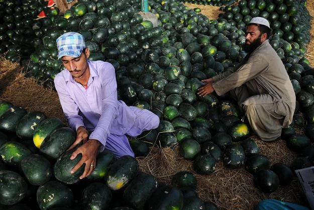 Sezon na kawony rozpoczęty Sezon na kawony rozpoczęty
