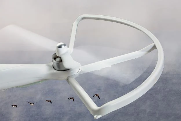 W Holandii odbywać się bęzie walka ptaków z dronami W Holandii odbywać się bęzie walka ptaków z dronami