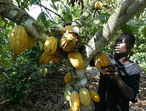 Uprawiane w tropikach kakao (Theobroma cacao L.) przynosi dochody czterem do sześciu milionów drobnych rolników Uprawiane w tropikach kakao (Theobroma cacao L.) przynosi dochody czterem do sześciu milionów drobnych rolników