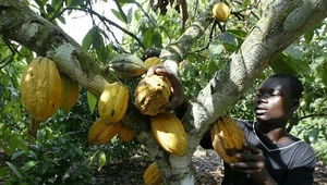 Uprawiane w tropikach kakao (Theobroma cacao L.) przynosi dochody czterem do sześciu milionów drobnych rolników