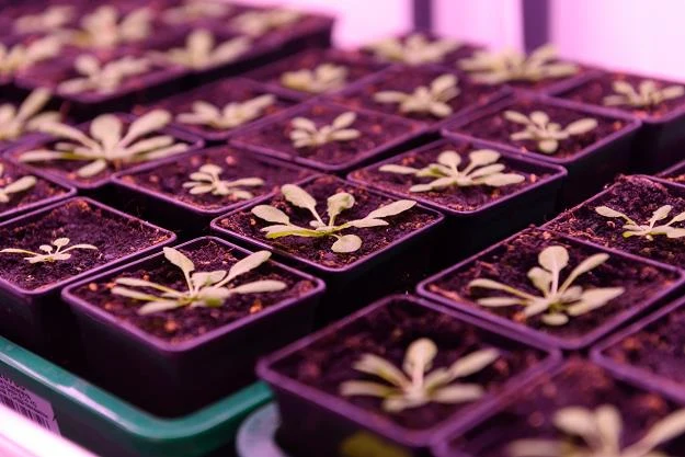 Wielkopolskie Centrum Zaawansowanych Technologii