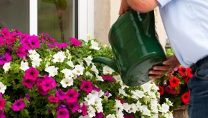 Ulga podatkowa na zieleń na balkonach i w ogródkach we Włoszech