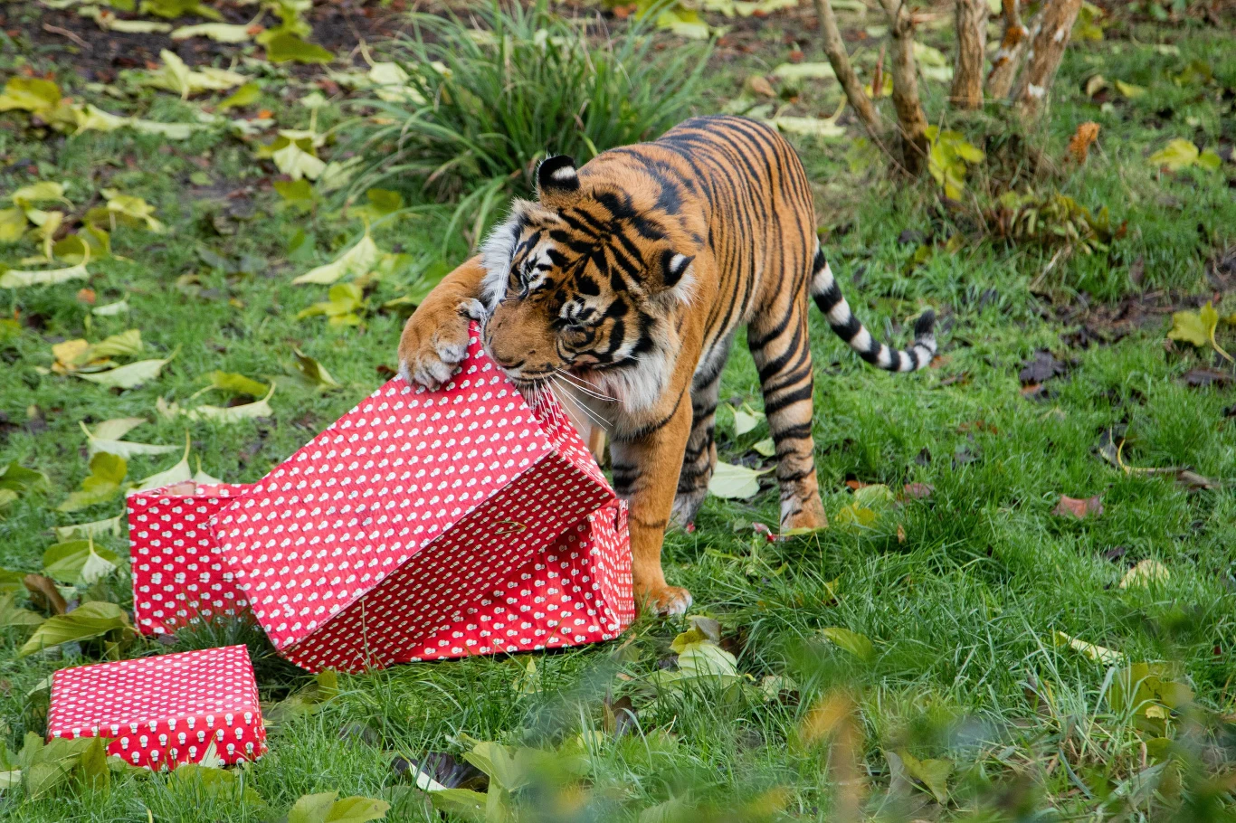 Sezon świąteczny zaczął się na dobre w ZSL London Zoo. Opiekunowie zwierząt podzielili się magią świąt ze swoimi zwierzętami. Na zdjęciu tygrys sumatrzański Asim rozpakowuje swoje mięsne przekąski.
