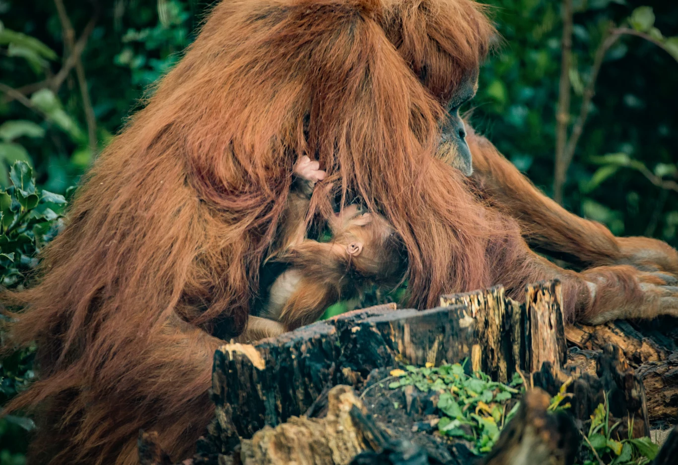 Powody do świętowania mieli pracownicy Chester Zoo, którzy mogli na żywo obserwować poród orangutana sumatrzańskiego. Jest on krytycznie zagrożonym gatunkiem, a jego populacja z roku na rok się zmniejsza. Nie wiadomo, czy za parę lat będziemy mieli przyjemność dalej go oglądać.