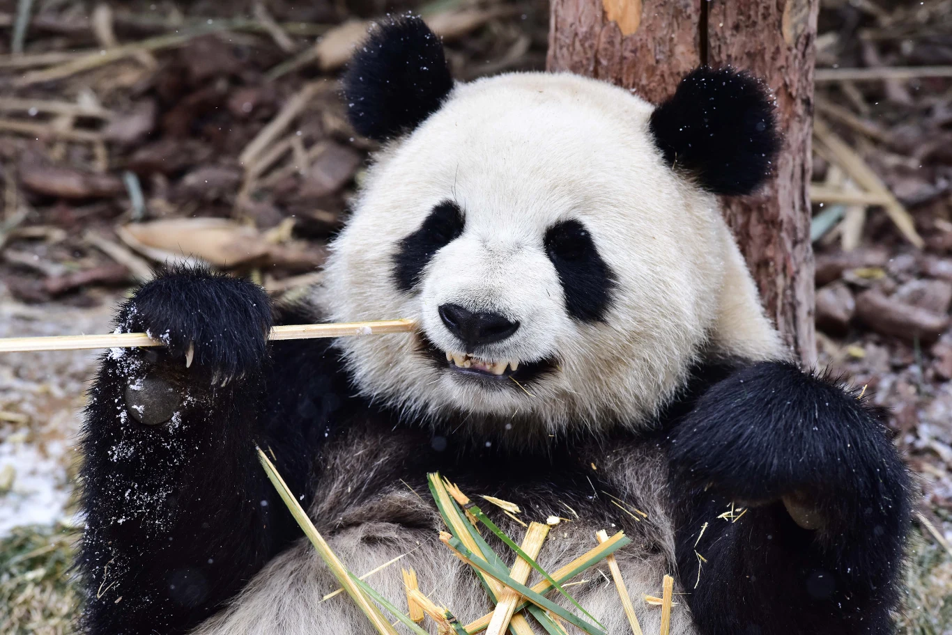 Panda wielka kosztująca swoją bambusową przegryzkę.
