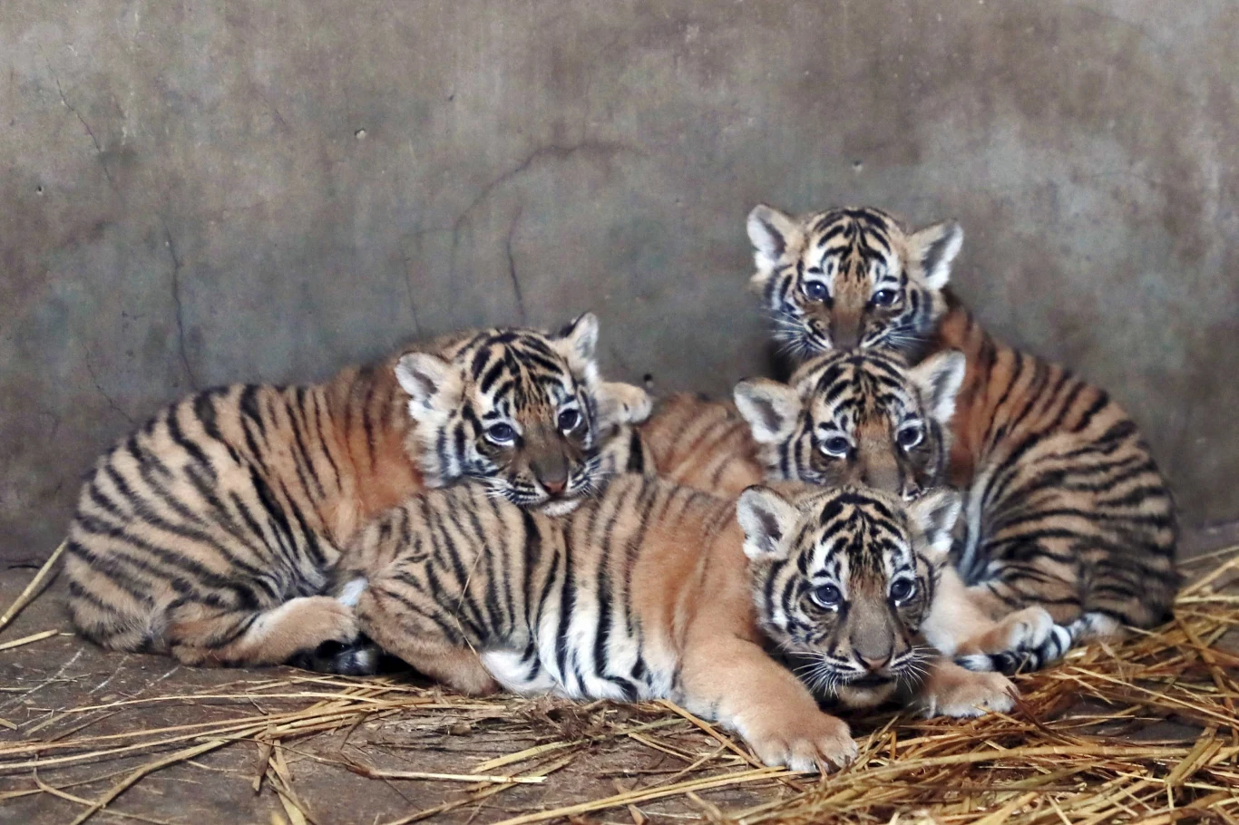 W chińskim zoo urodziły się tygrysie czworaczki.