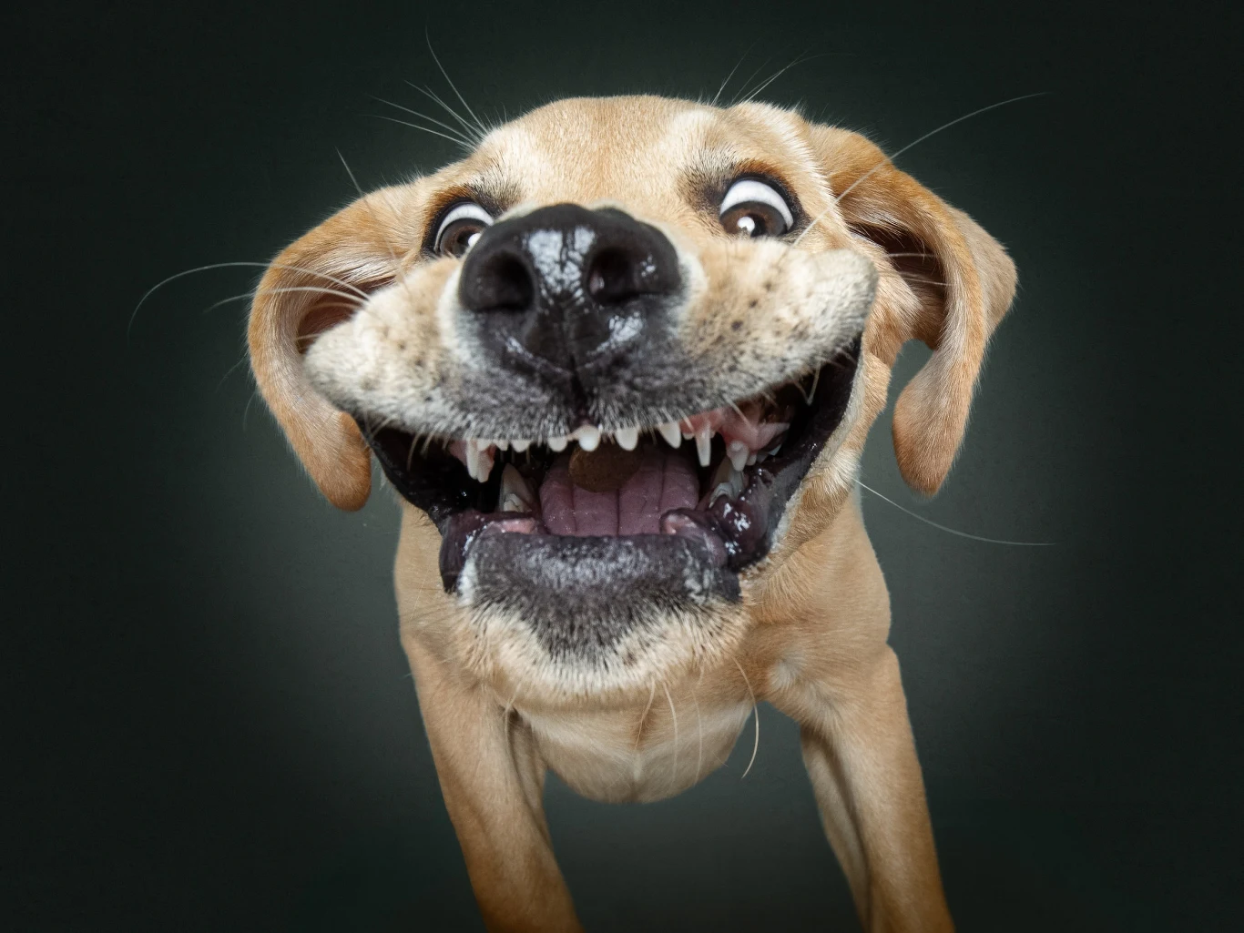 W Niemczech został opublikowany kalendarz Dogs Catching Treats 2020, gdzie znajdziemy 12 zabawnych zdjęć psów próbujących złapać pyszne smakołyki w powietrzu.