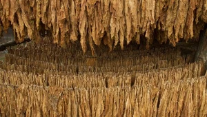 Czterech kroiło nielegalnie, mieli 10 telefonów, dwa lewe dowody... Fot. Adam Wysocki