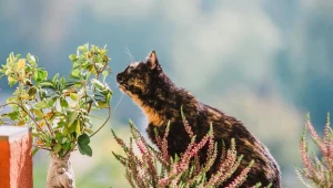 Balkon można przekształcić w niewielki ogród