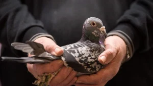 Gołębie - prawdziwa zmora polskich miast