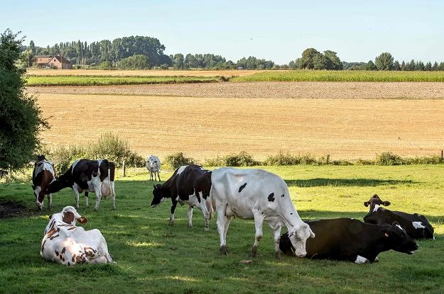 Rynek melka uderza w pogłowie krów