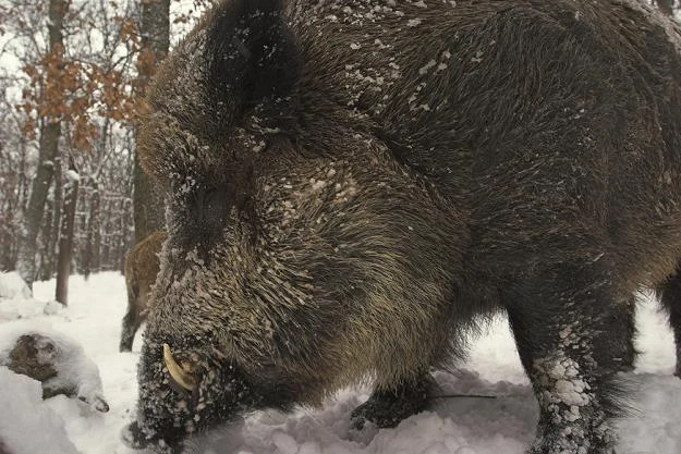 235,4 mln zł wyniosą wydatki na budowę i utrzymanie zapory przed dzikami 235,4 mln zł wyniosą wydatki na budowę i utrzymanie zapory przed dzikami