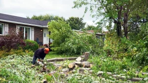 Na jakich zasadach można wycinać drzewa po zmianach przepisów?