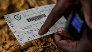 Resort finansów zamierza uszczelnić pobór akcyzy od suszu tytoniowego