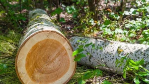 Polska straciła od początku roku nawet trzy miliony drzew