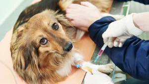 W kość dostaną polscy psiarze...