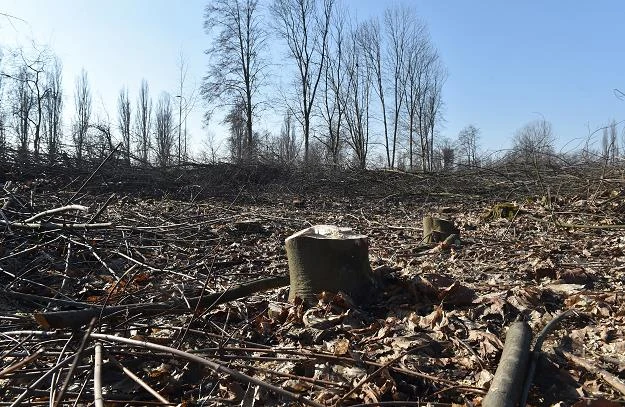 Wycięte drzewa w sąsiedztwie Parku Lotników przy al. Pokoju w Krakowie Wycięte drzewa w sąsiedztwie Parku Lotników przy al. Pokoju w Krakowie