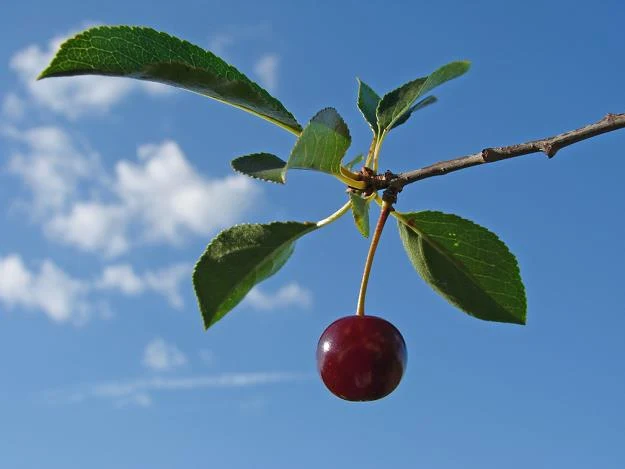 W tym roku wiśnie były bardzo drogie w skupie W tym roku wiśnie były bardzo drogie w skupie