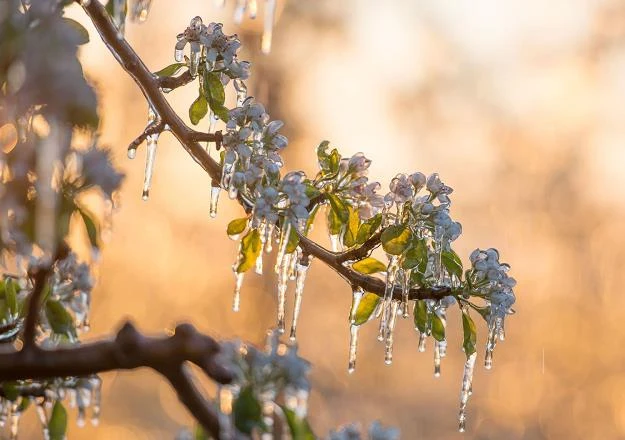 Pogoda nie rozpieszczała sadowników