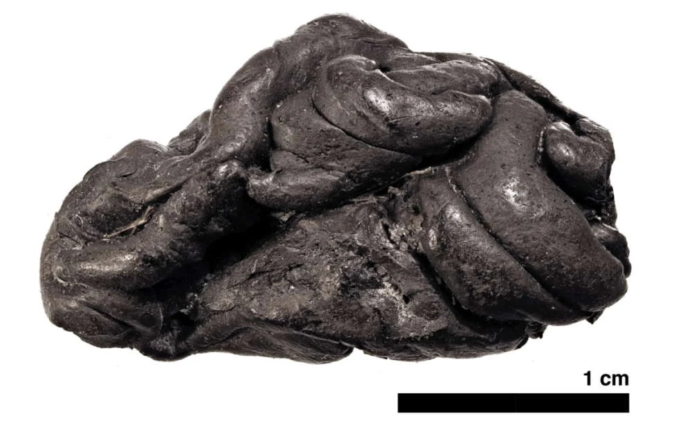 Fragment gumy do żucia sprzed 5700 lat Fragment gumy do żucia sprzed 5700 lat