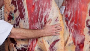 Oburzenie na produkcję wołowiny z chorych krów...