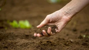 Oświadczenia zamiast wniosku o dopłaty tylko do czwartku 14 marca