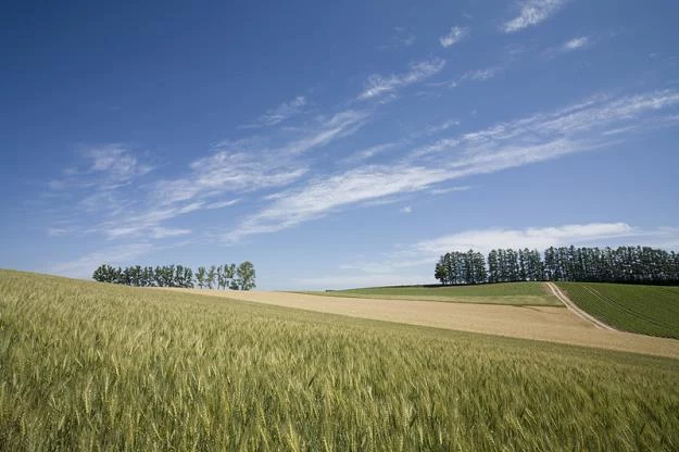 Rząd przyjął projekt ustawy w sprawie obrotu ziemią