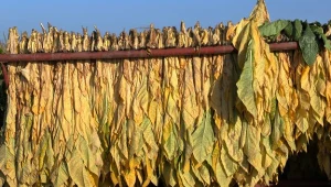 Sąd Najwyższy Hiszpanii zgodził się na obrót tytoniem bez podatku...