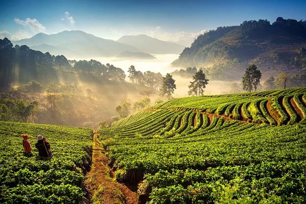 Chiang Mai w Tajlandii