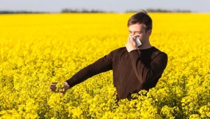 Plaga chowacza podobnika na polach rzepaku