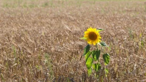 Jak przeprowadzić odrolnienie gruntu?