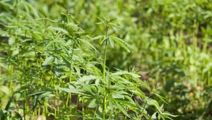 Konopie przemysłowe