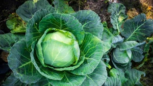 Lidl wycofuje ze sprzedaży białą kapustę...