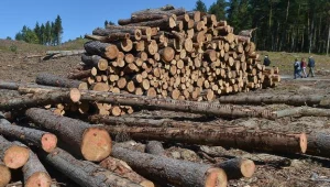 Mierzeja Wiślana - miejsce pod przekop. Fot. Łukasz Dejnarowicz