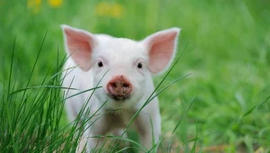 Instytut szczęśliwego prosiaka pod Kętrzynem zablokowany