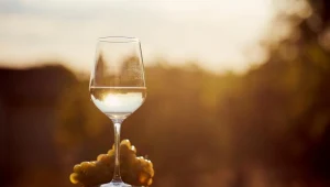 Na Podkarpaciu odradza się winiarska tradycja