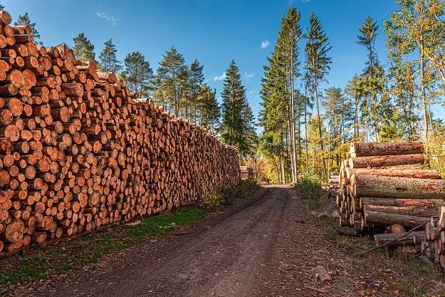 Drewno z polskich lasów jedzie za granicę. Tam płacą więcej Drewno z polskich lasów jedzie za granicę. Tam płacą więcej