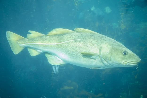 Przyjęto limity połowowe dla bałtyckiego dorsza