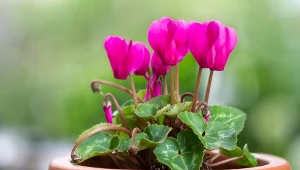 Cyklamen może kwitnąć przez całą zimę. Wystarczy odżywka z obiadowych resztek