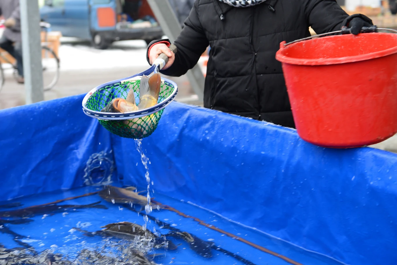 Polacy uwielbiają żywe karpie