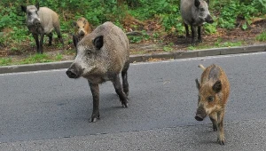 Dziki na ulicy, zdjęcie ilustracyjne