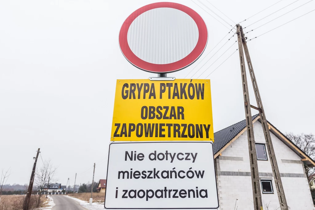 Ptasia grypa, zdjęcie ilustracyjne Ptasia grypa, zdjęcie ilustracyjne