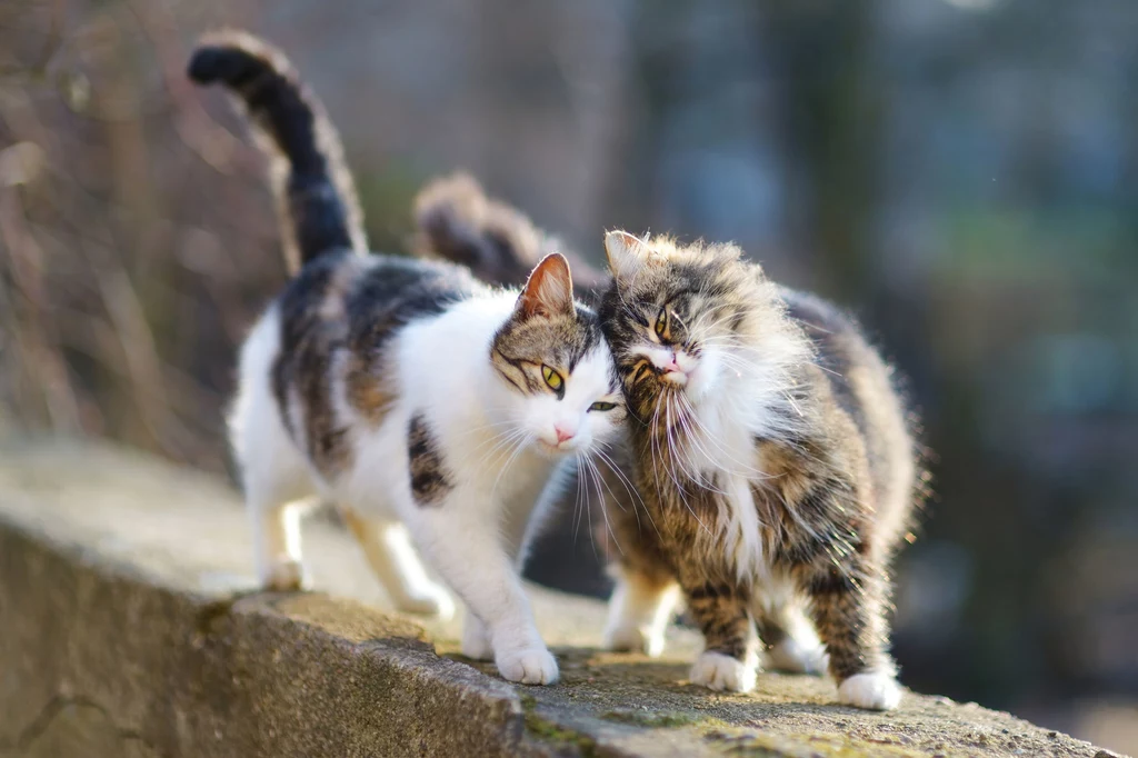 Lepiej uważać na bezdomne koty. Mogą przenosić choroby i bakterie, które bardzo trudno wyleczyć