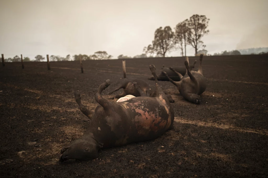 Pożary pustoszą Australię Pożary pustoszą Australię