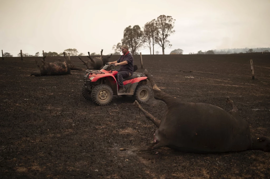 Rolnik na polu, na którym znajdują się zwłoki jego krów. Zwierzęta zginęły w pożarze buszu w Coolagolite, Nowa Południowa Walia, Australia. Rolnik na polu, na którym znajdują się zwłoki jego krów. Zwierzęta zginęły w pożarze buszu w Coolagolite, Nowa Południowa Walia, Australia.