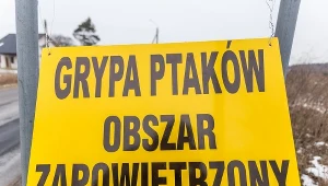 Wirus grypy ptaków H5N8 został wykryty w trzech gospodarstwach w gminie Uścimów w woj. lubelskim